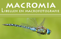 Macromia4